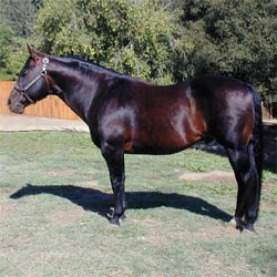 Bay Neato San - Quarter Horse Stallion